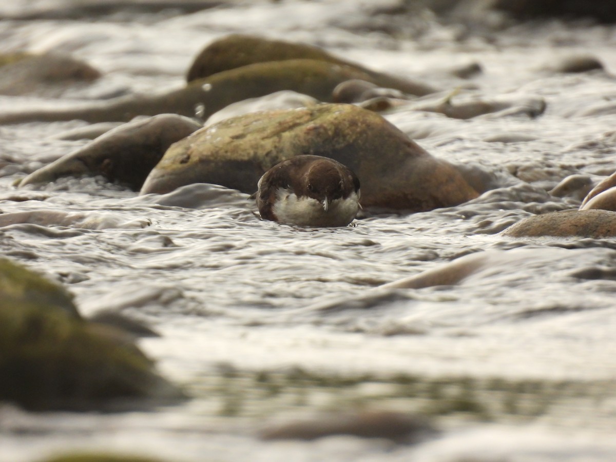 White-throated Dipper - ML641976169