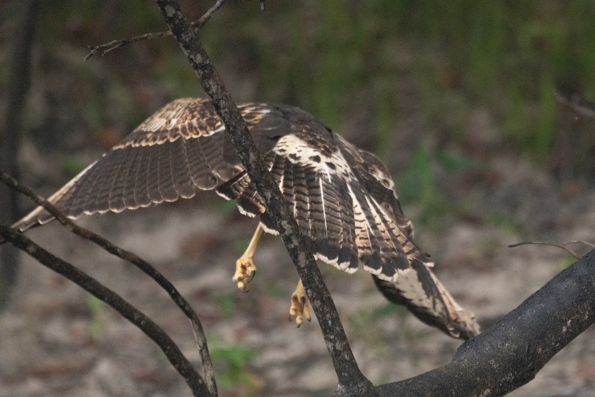 Great Black Hawk (Southern) - ML641976173