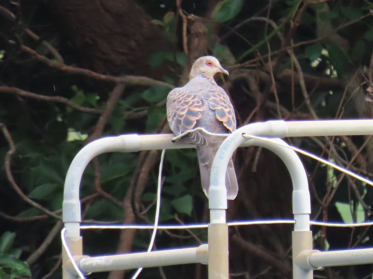 Oriental Turtle-Dove - ML641976174