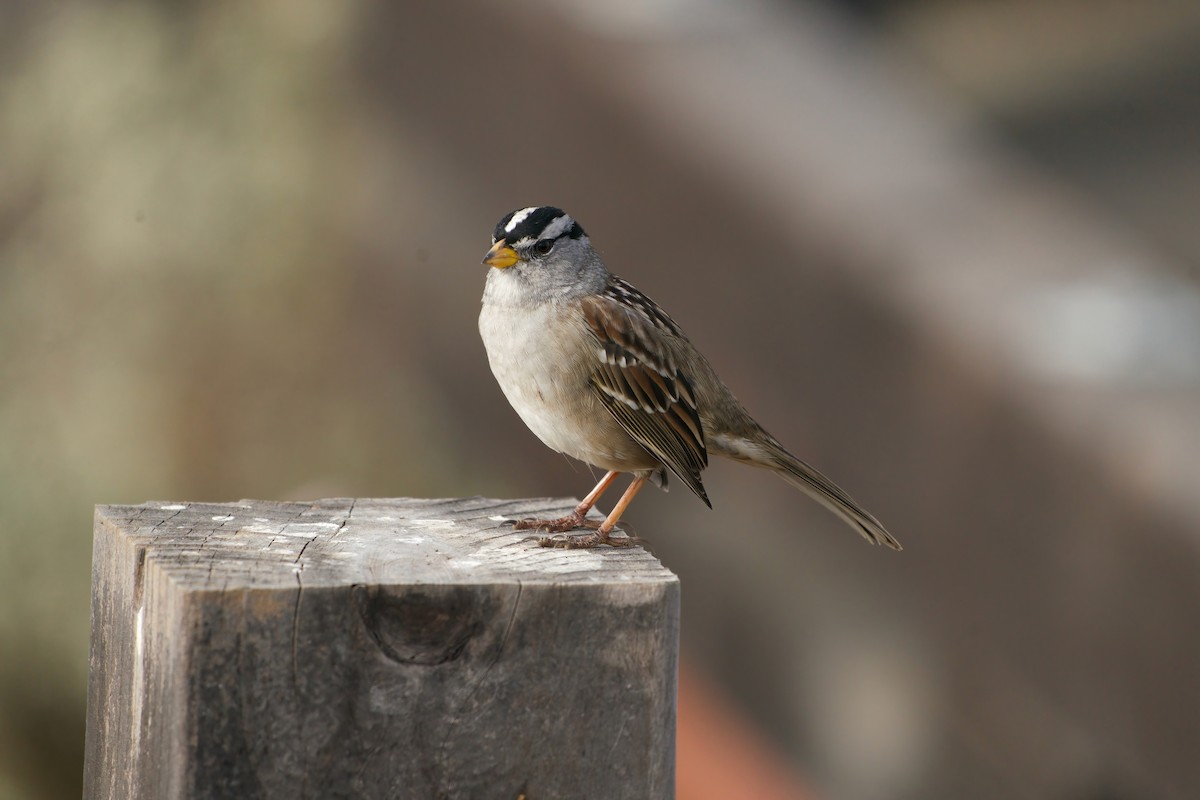 White-crowned Sparrow - ML641976175