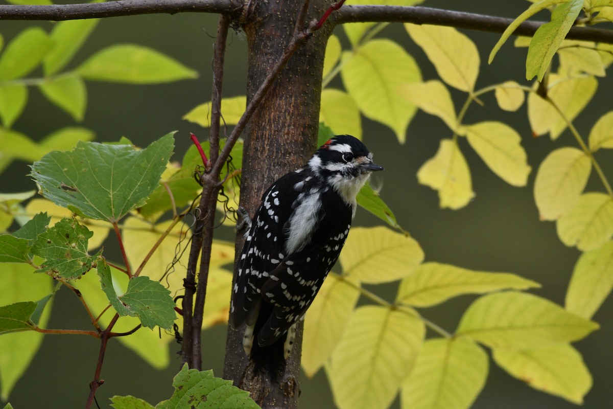 Downy Woodpecker - ML641976177