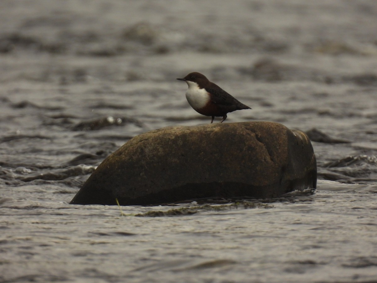White-throated Dipper - ML641976178