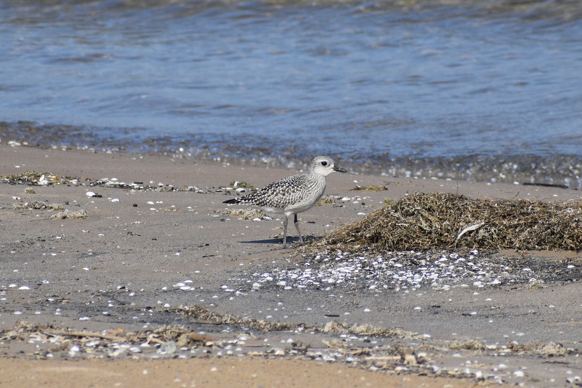 Black-bellied Plover - ML641976179
