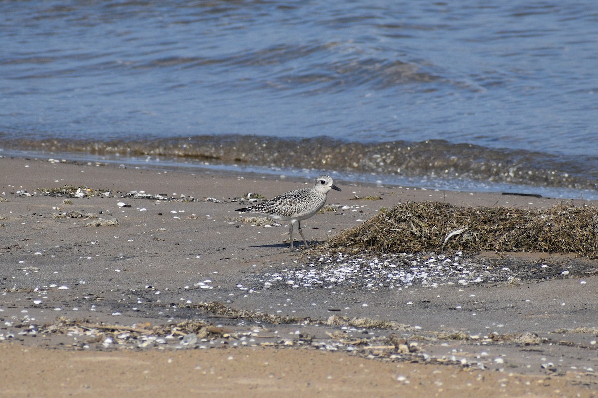 Black-bellied Plover - ML641976180