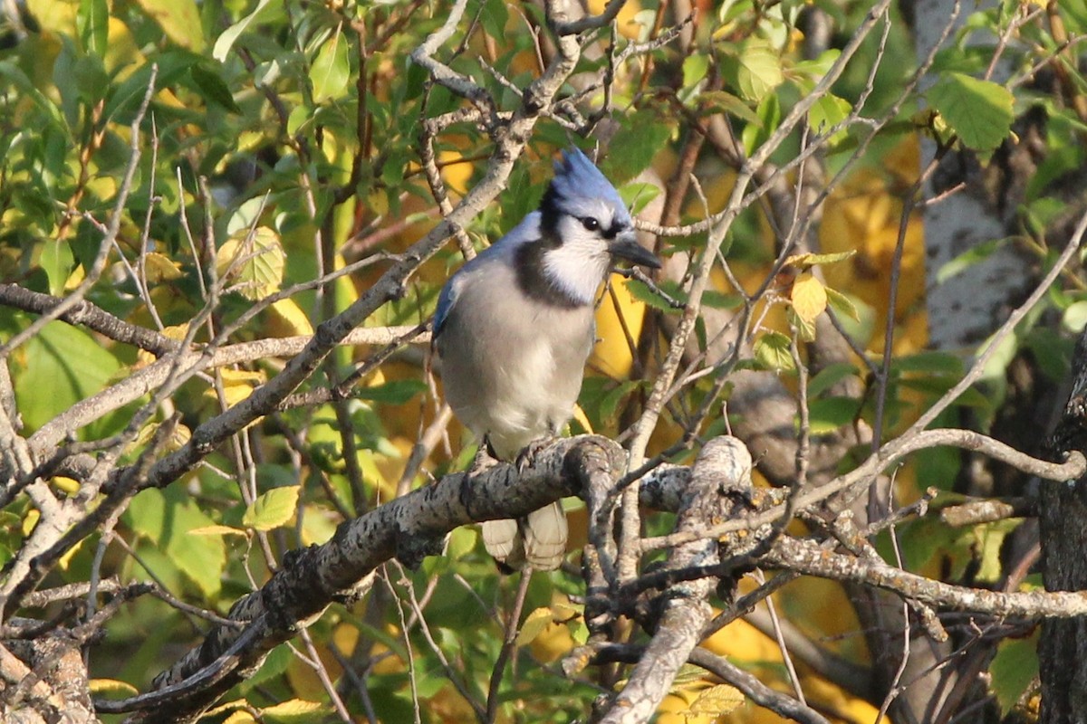 Blue Jay - ML641976181