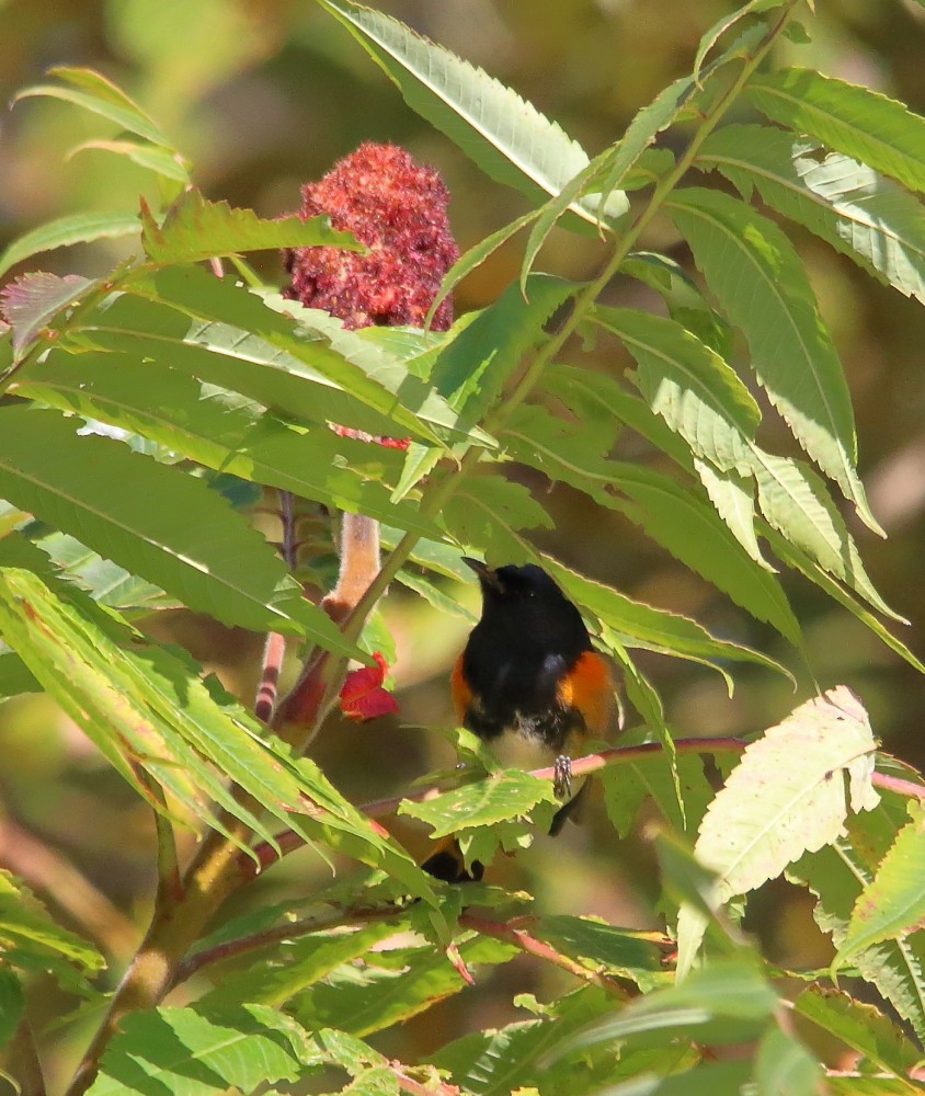 American Redstart - ML641976183
