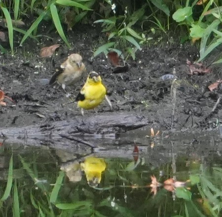 American Goldfinch - ML641976185