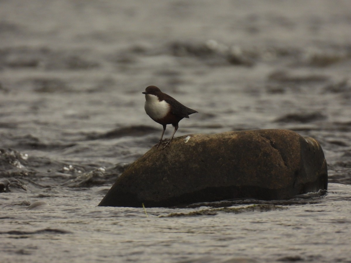 White-throated Dipper - ML641976186