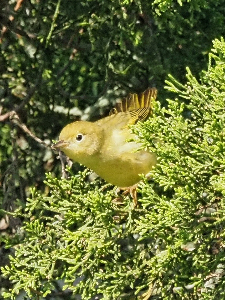 Yellow Warbler - ML641976187