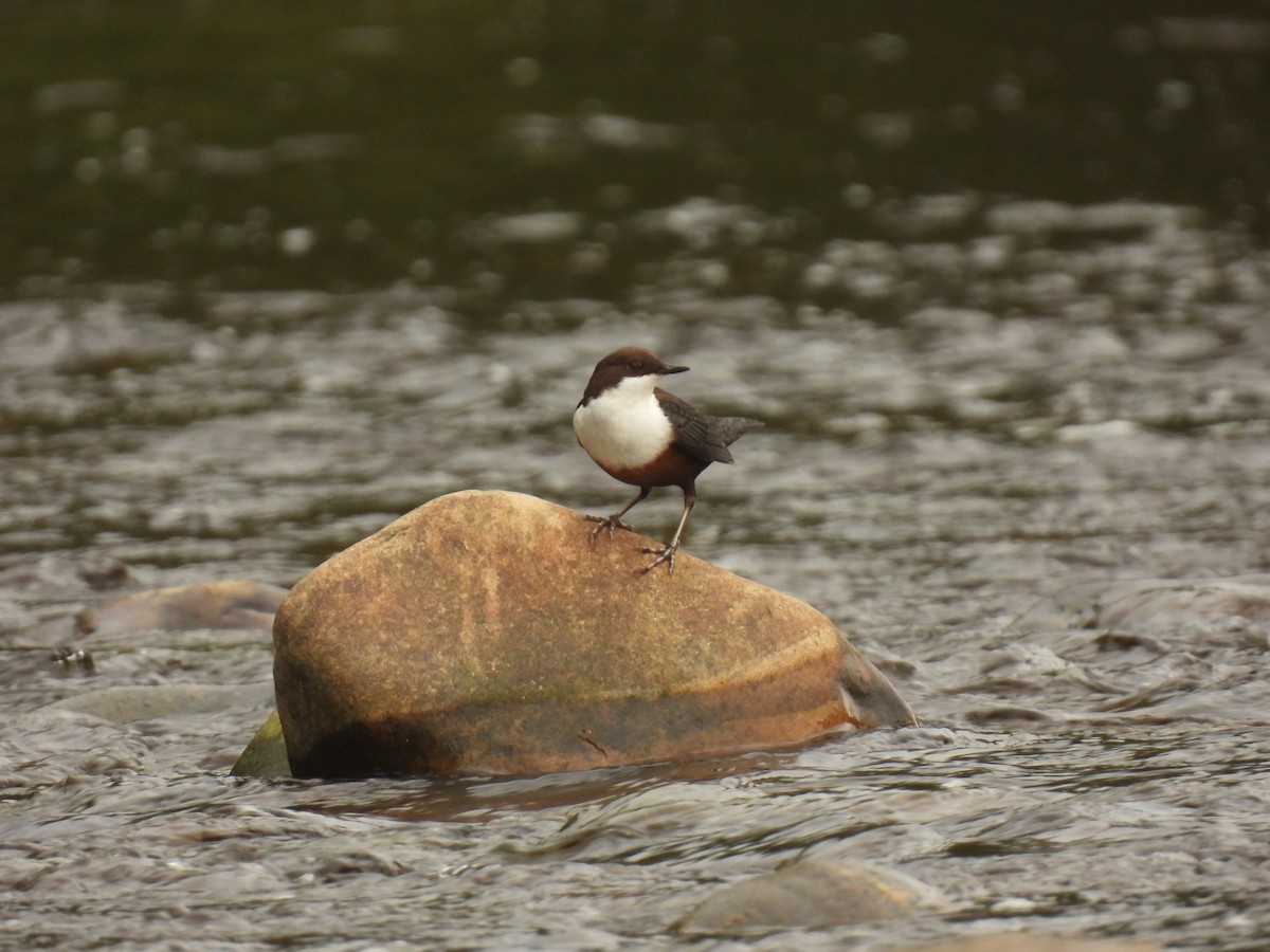 White-throated Dipper - ML641976189