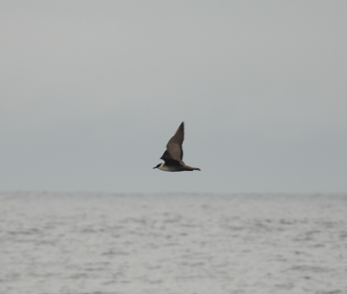 Long-tailed Jaeger - ML641976190