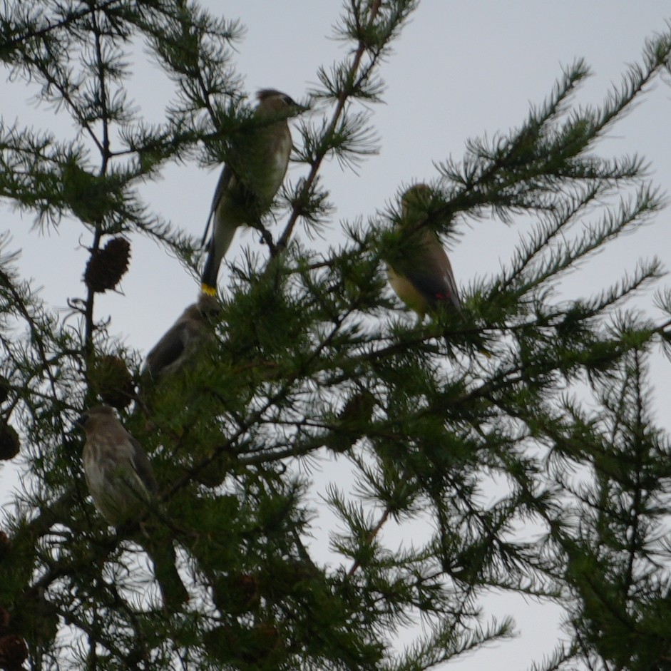 Cedar Waxwing - ML641976192