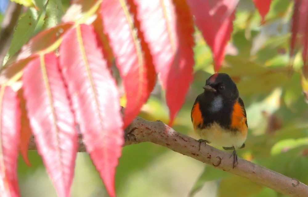 American Redstart - ML641976193