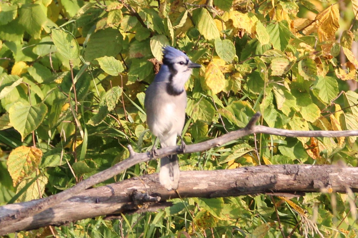 Blue Jay - ML641976194