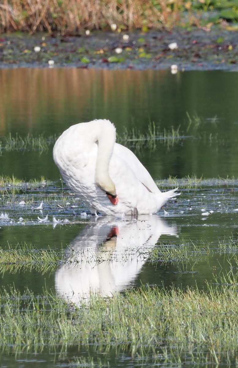 Mute Swan - ML641976195