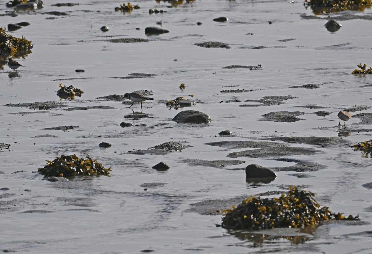 Semipalmated Plover - ML641976196