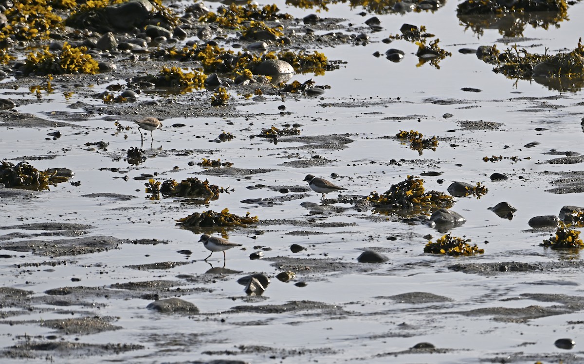 Semipalmated Plover - ML641976197