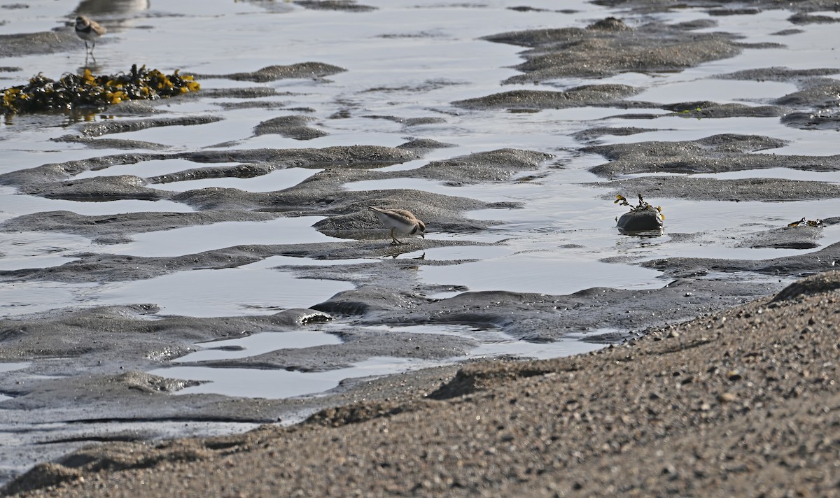 Semipalmated Plover - ML641976198
