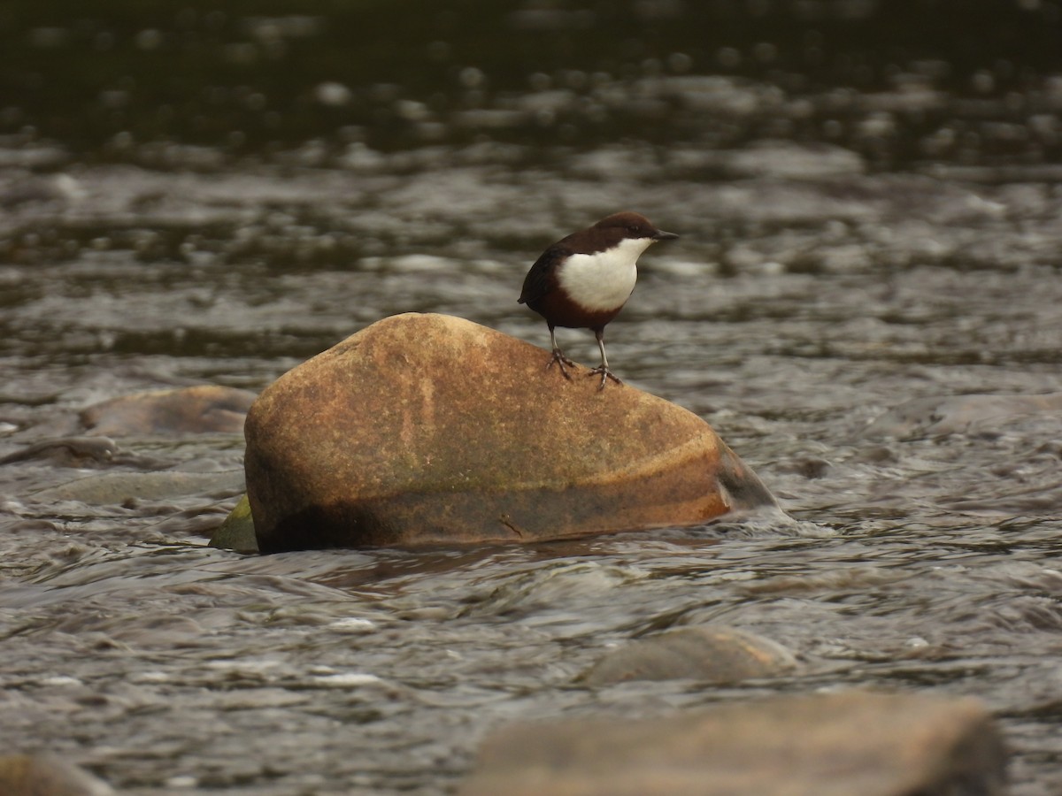 White-throated Dipper - ML641976199