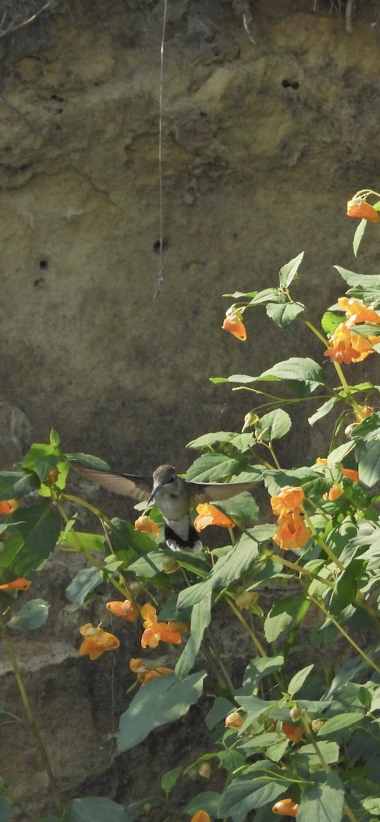 Ruby-throated Hummingbird - ML641976201