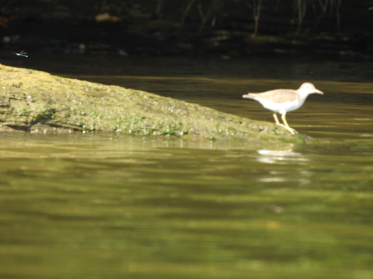 Solitary Sandpiper - ML641976203