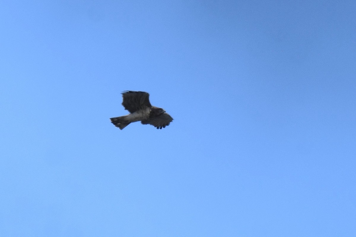 Short-toed Snake-Eagle - ML641976205