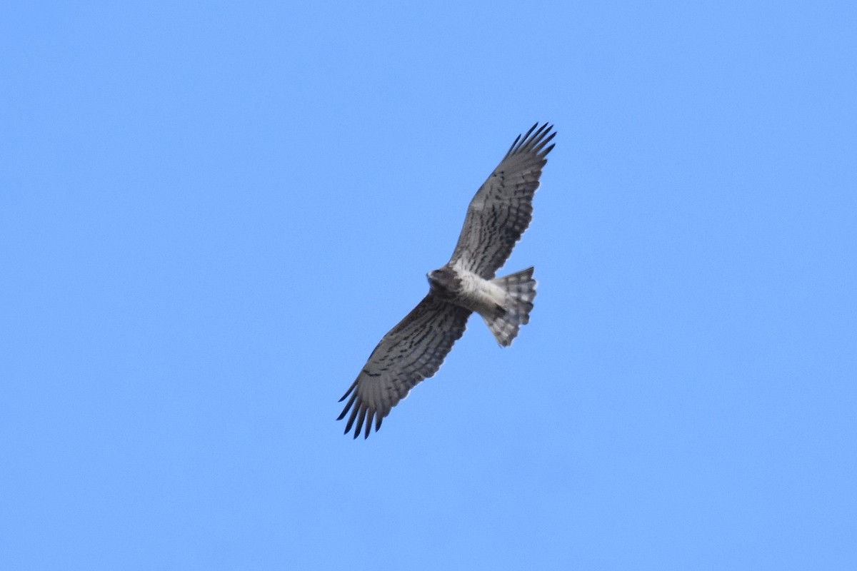 Short-toed Snake-Eagle - ML641976206