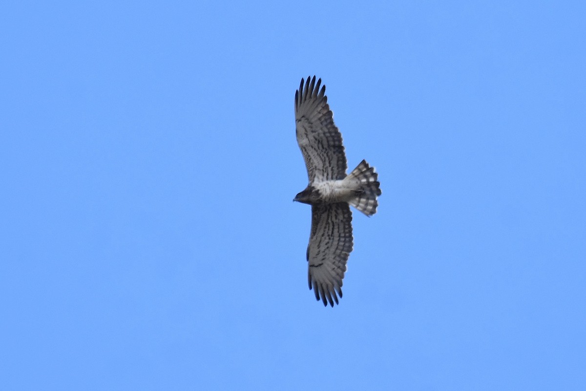 Short-toed Snake-Eagle - ML641976207