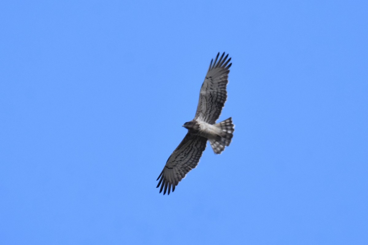 Short-toed Snake-Eagle - ML641976208