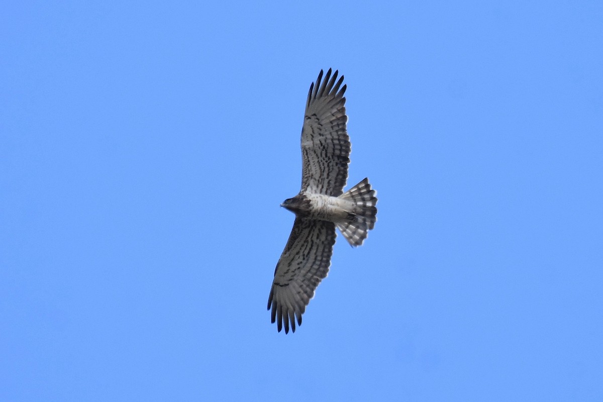 Short-toed Snake-Eagle - ML641976209
