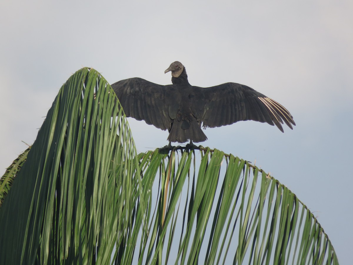 Black Vulture - ML641976211