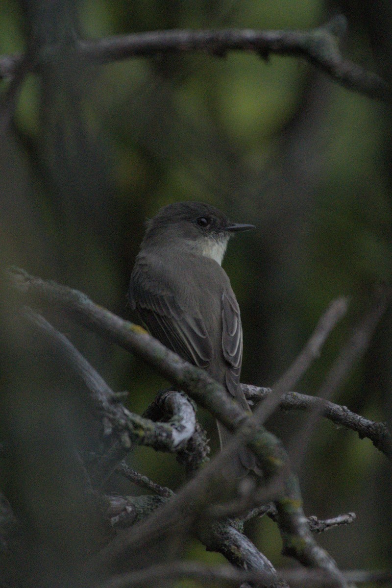 Eastern Phoebe - ML641976232