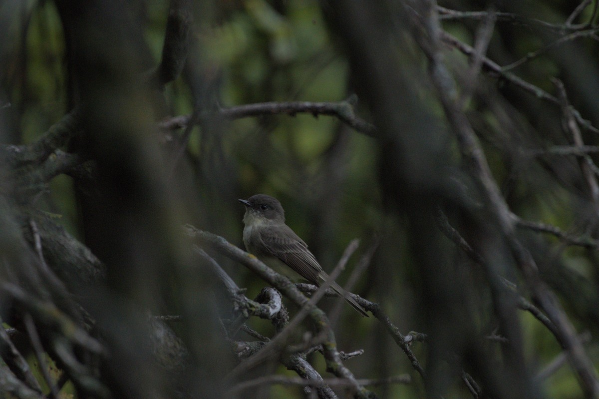 Eastern Phoebe - ML641976233