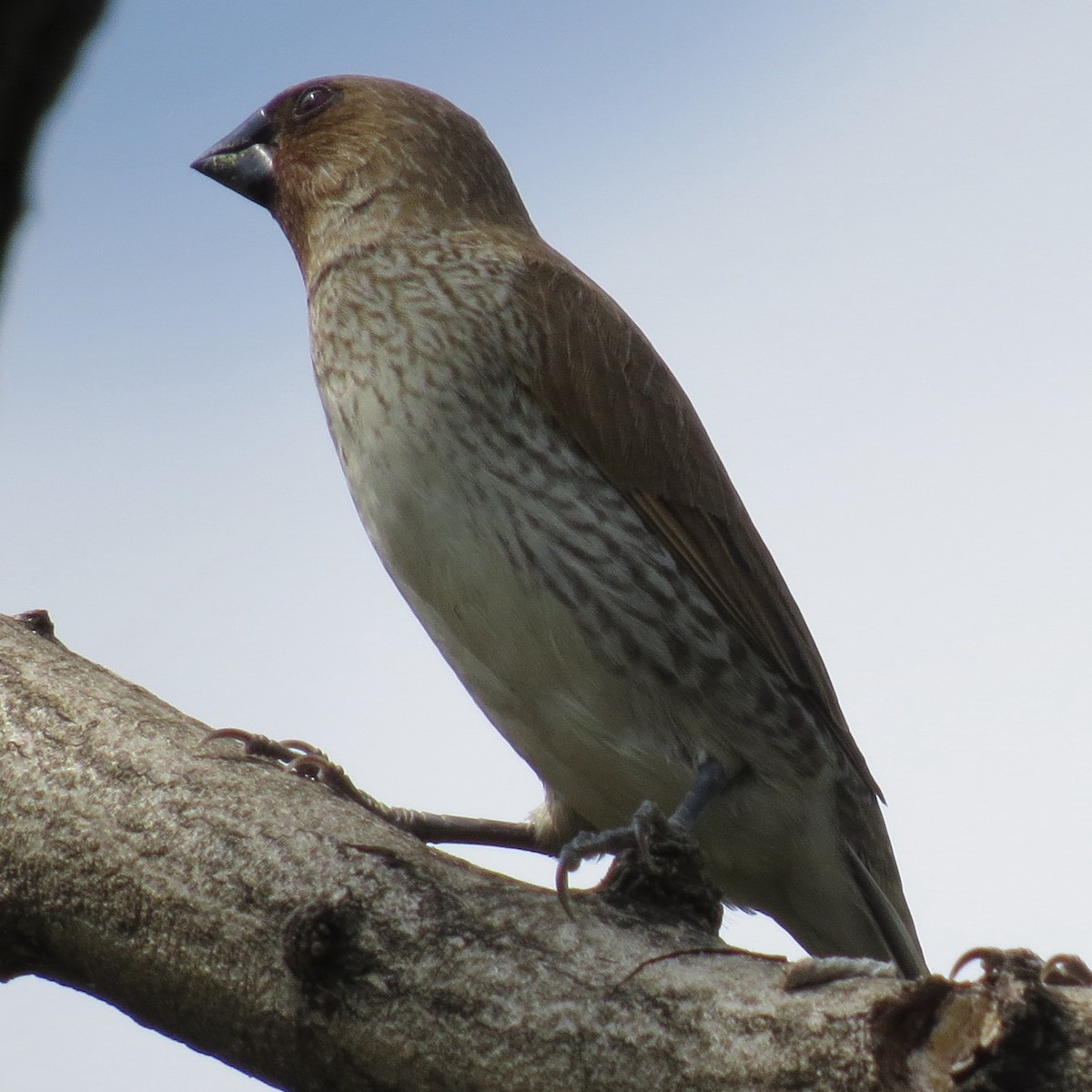 Capucin damier - ML641976235