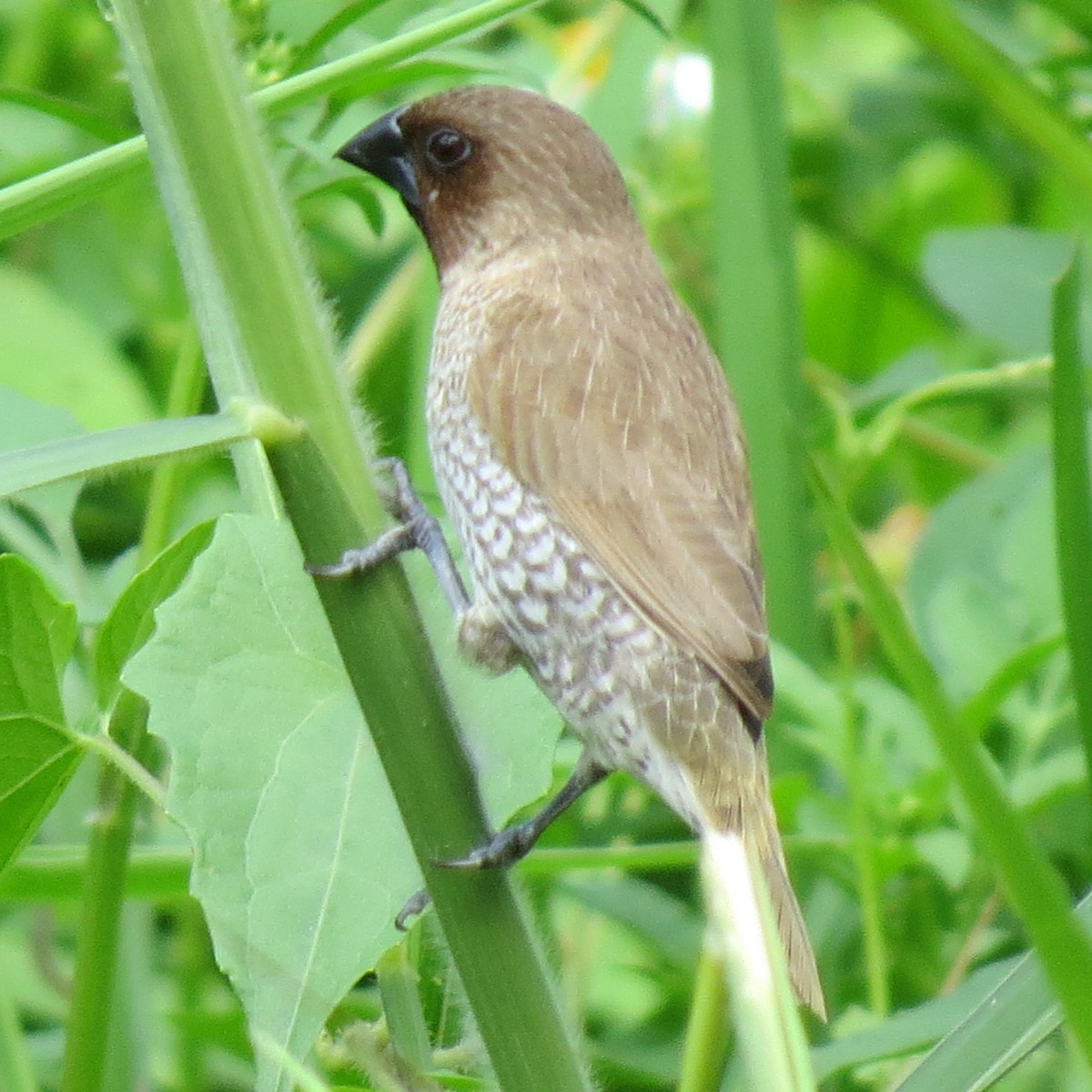 Capucin damier - ML641976236
