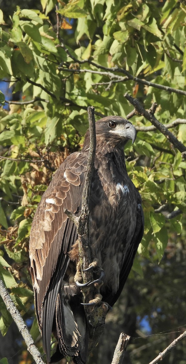 Bald Eagle - ML641976239