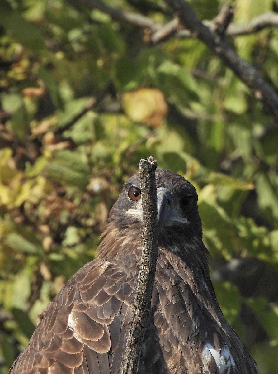 Bald Eagle - ML641976240