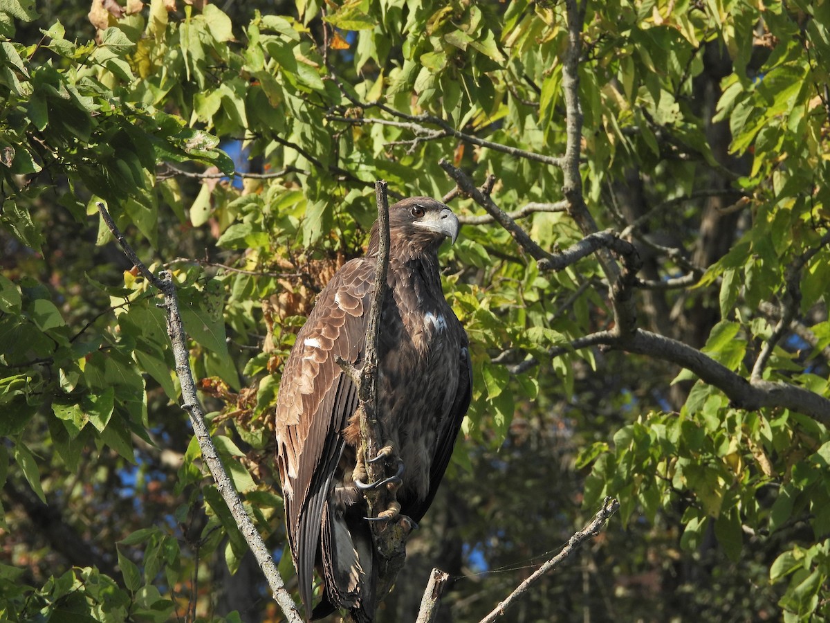 Bald Eagle - ML641976241
