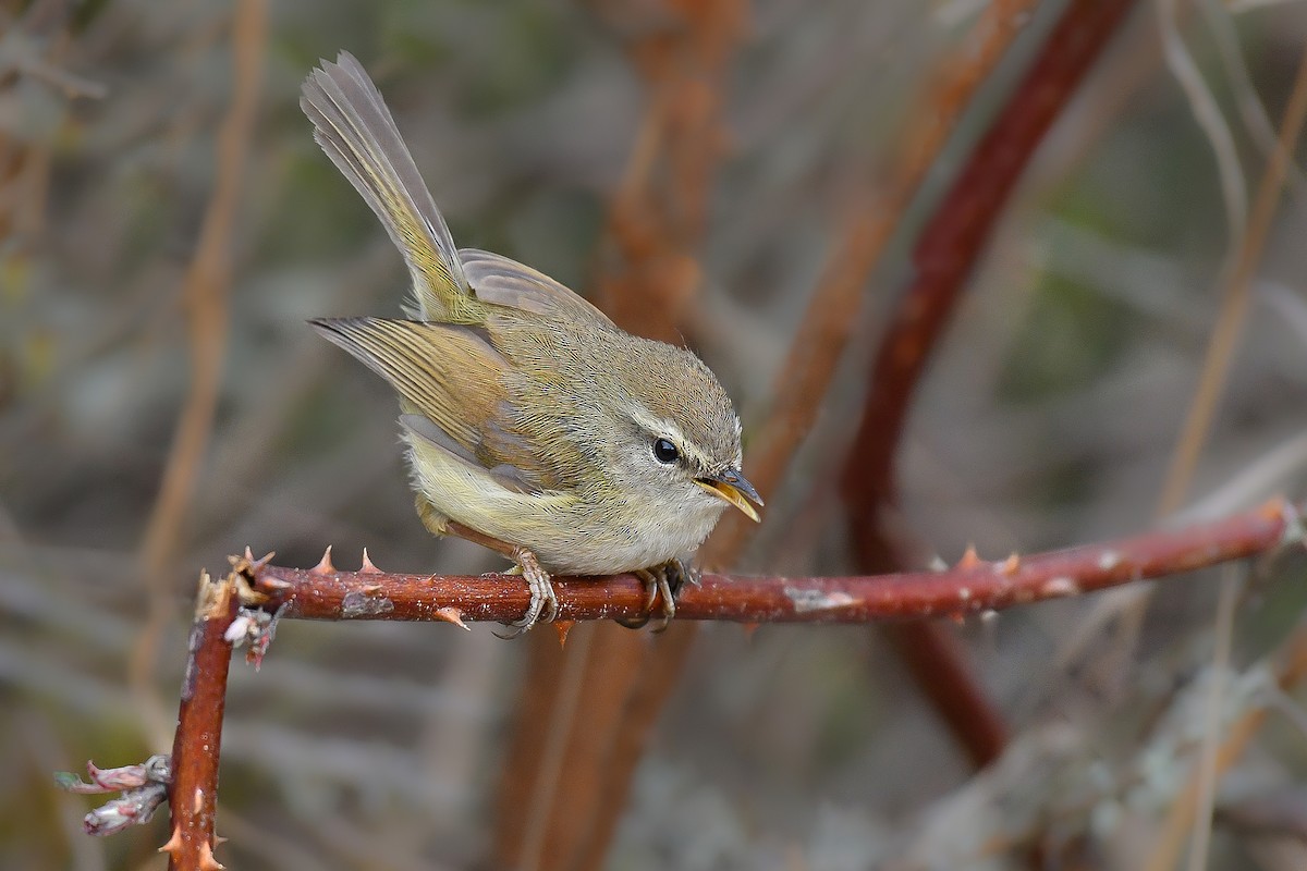 Hume's Bush Warbler - ML641976242