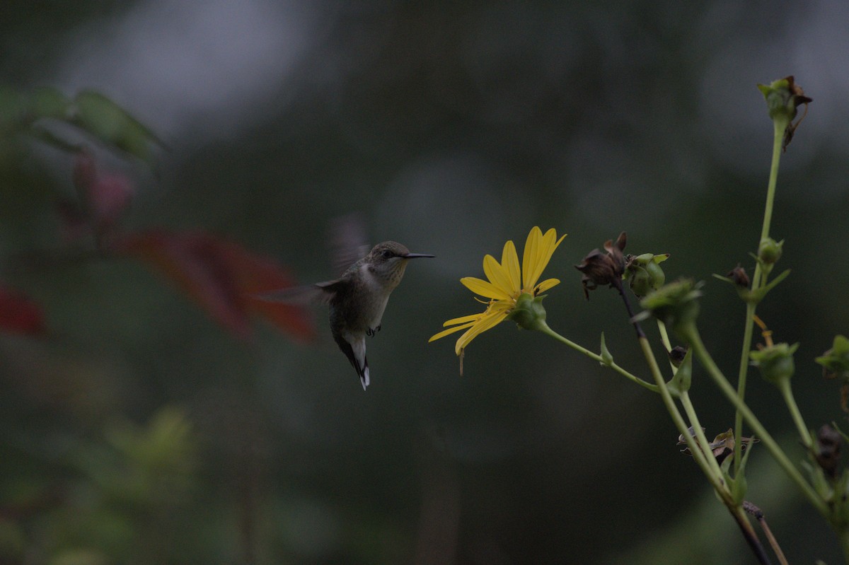 Ruby-throated Hummingbird - ML641976243