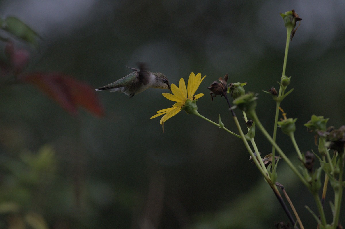 Ruby-throated Hummingbird - ML641976244