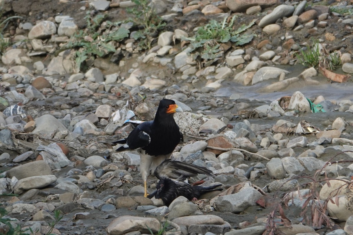 Mountain Caracara - ML641976249