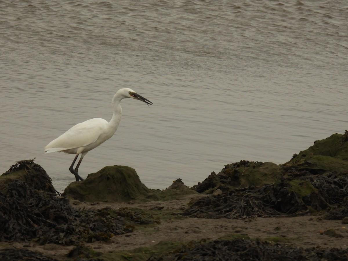 Little Egret - ML641976250
