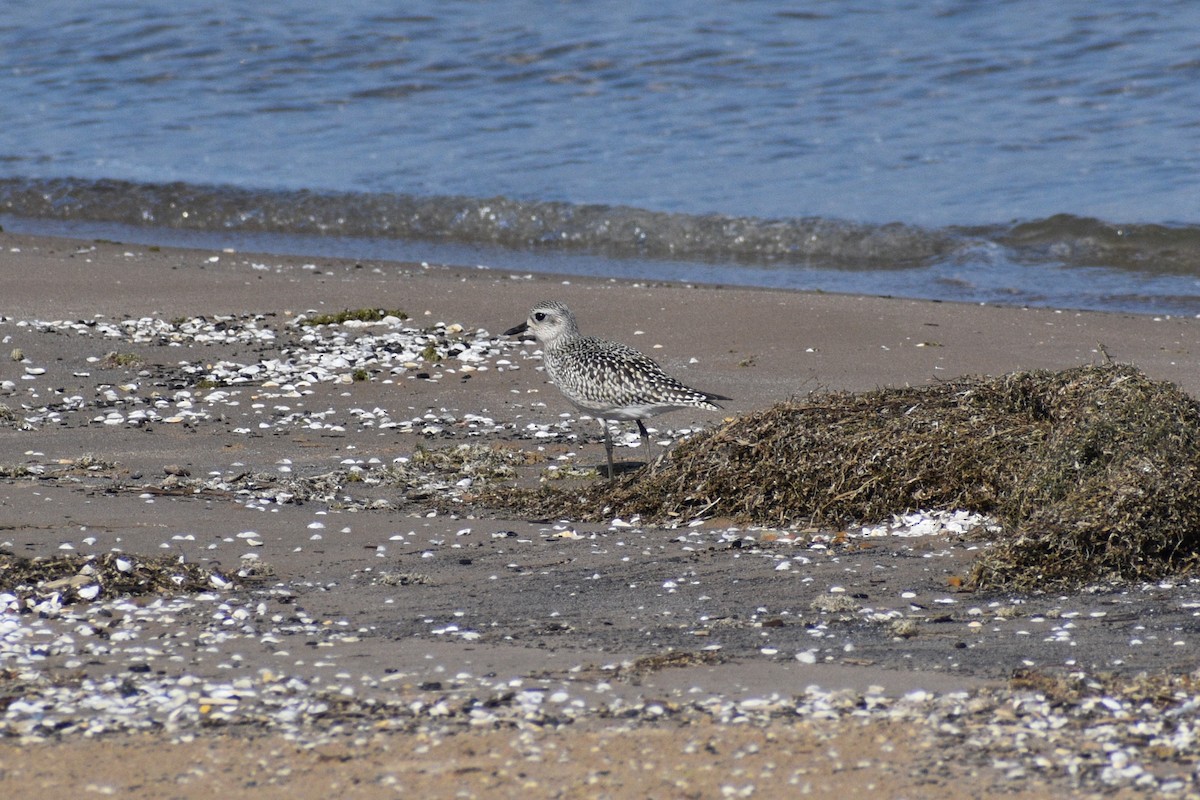 Black-bellied Plover - ML641976252