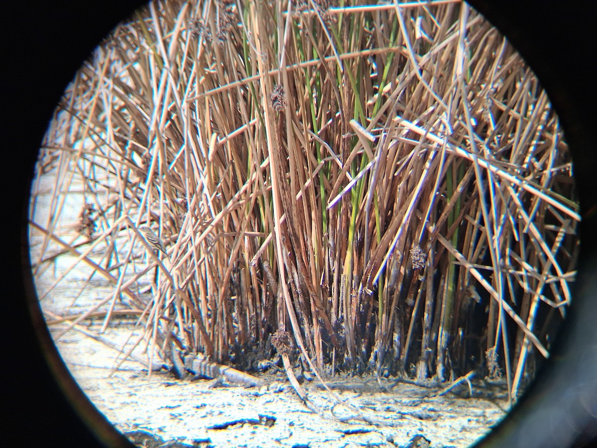 Alder Flycatcher - ML641976260