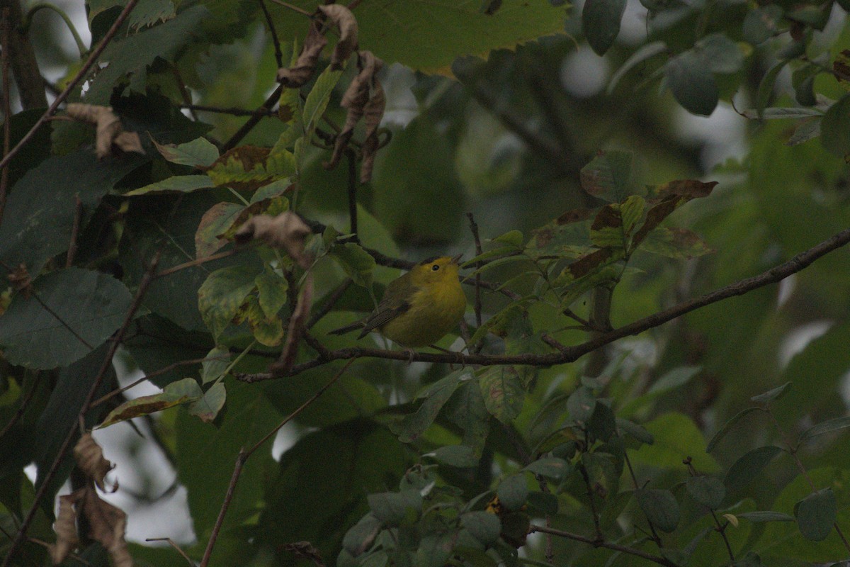 Wilson's Warbler - ML641976264