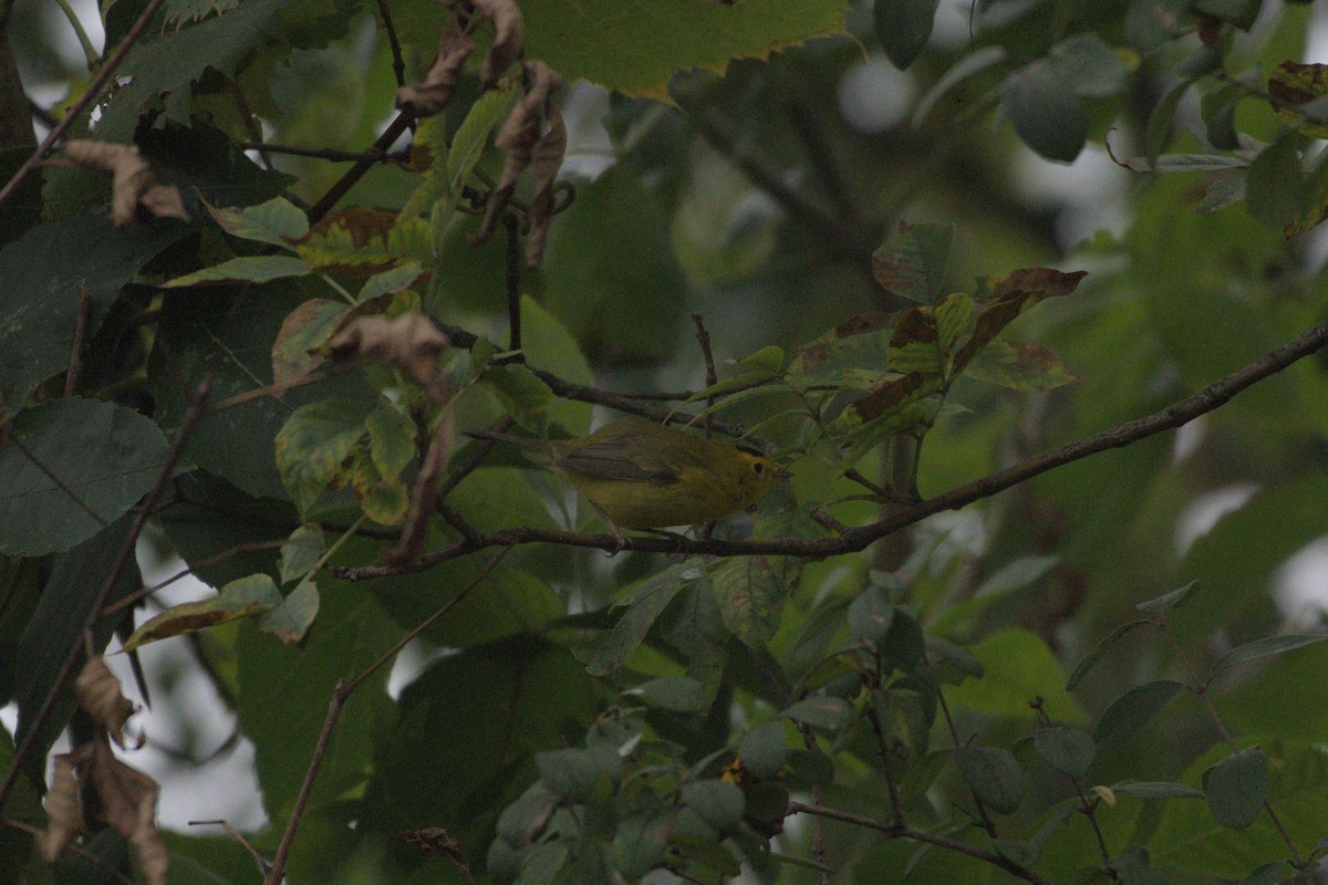 Wilson's Warbler - ML641976265