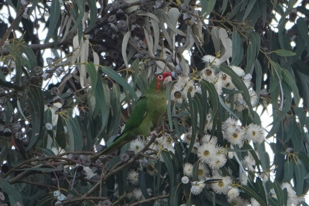 Mitred Parakeet - ML641976268
