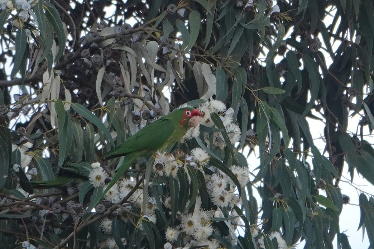 Mitred Parakeet - ML641976269