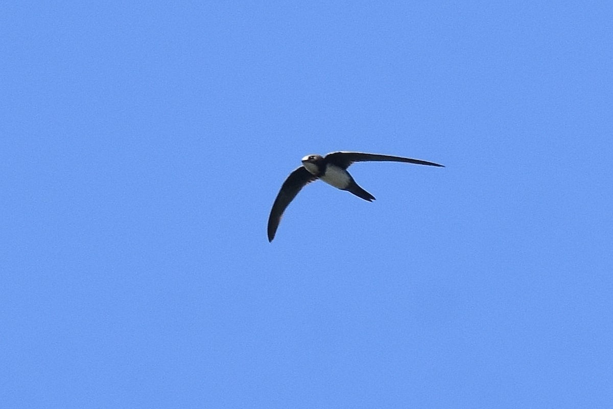 Alpine Swift - ML641976275
